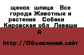 щенок  шпица - Все города Животные и растения » Собаки   . Кировская обл.,Леваши д.